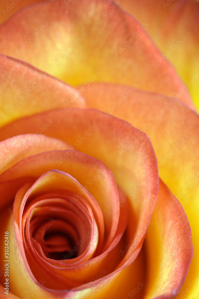 Foto Orange and yellow rose macro