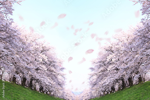 Fototapeta Naklejka Na Ścianę i Meble -  桜並木と花吹雪