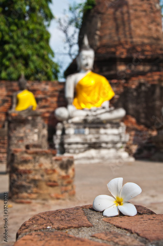 Plumeria flower with old Temple of Ayutthata, Thailand photo