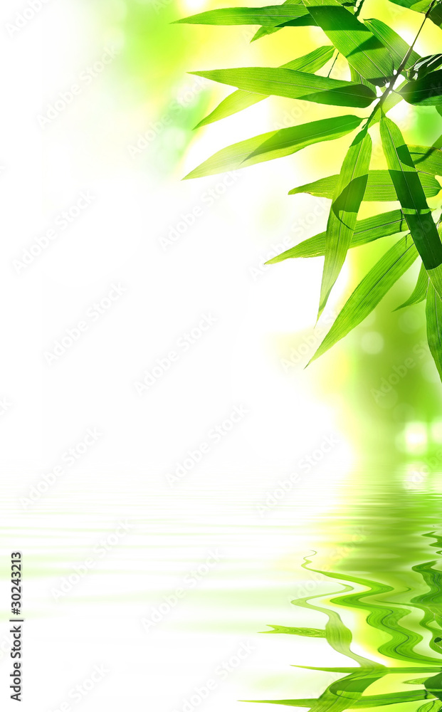 Obraz premium Zen Bamboo design. With copy-space.