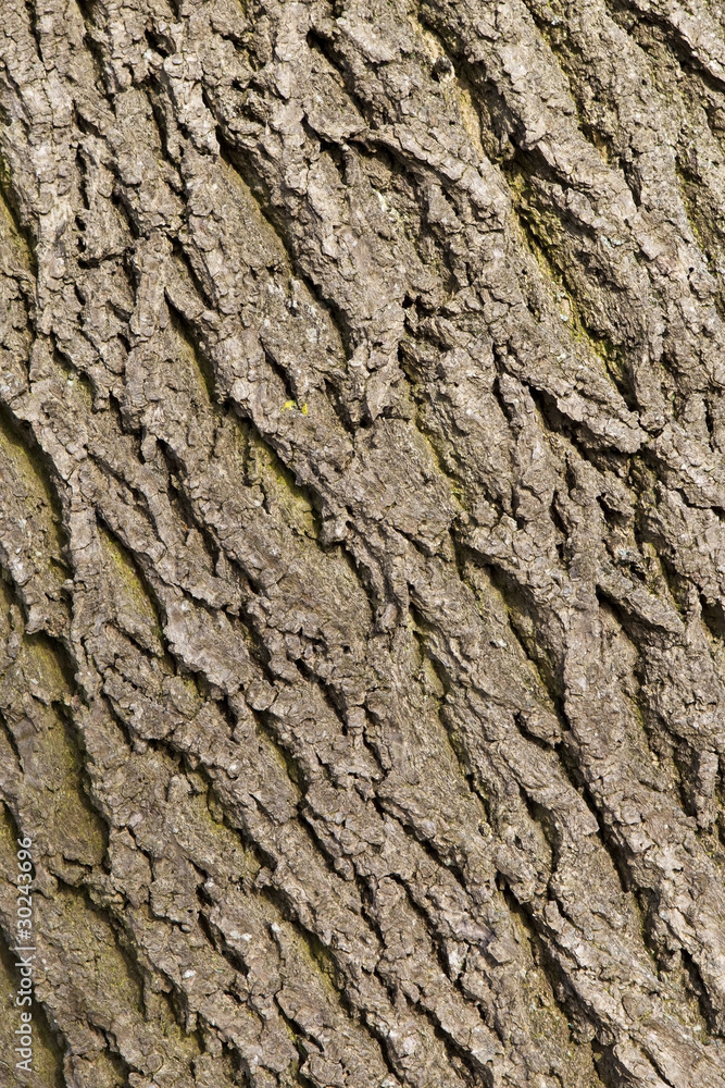 ash tree bark texture