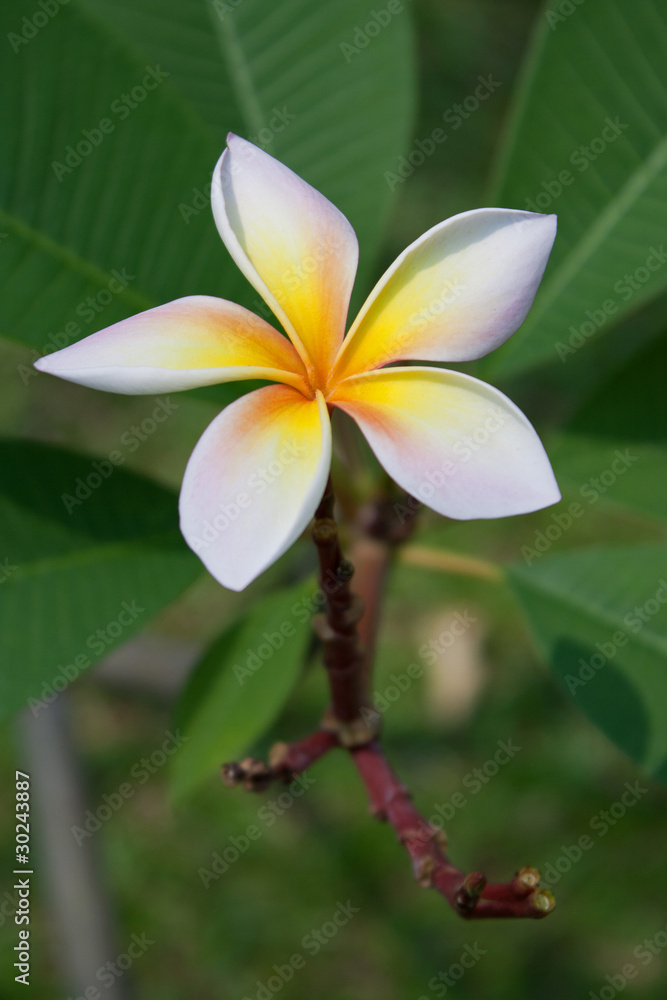 Obraz premium Plumeria flowers