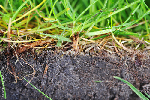Wallpaper Mural young grass Torontodigital.ca