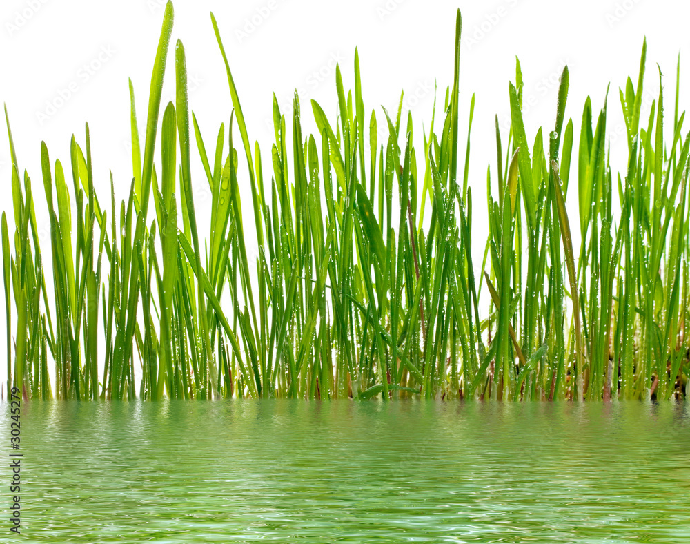 Obraz premium young grass and water