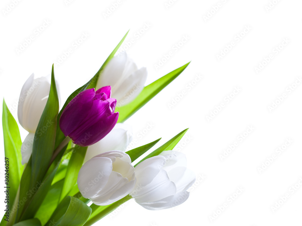 Tulpenstrauß Tulpenstrauß