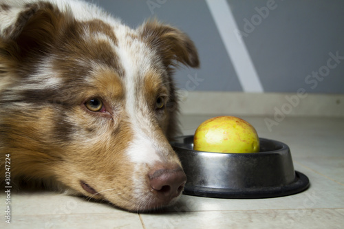 Red Merl Australian Shepherd Hund Gesund ernähren