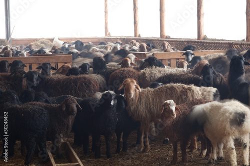Стадо овец зимой на ферме.