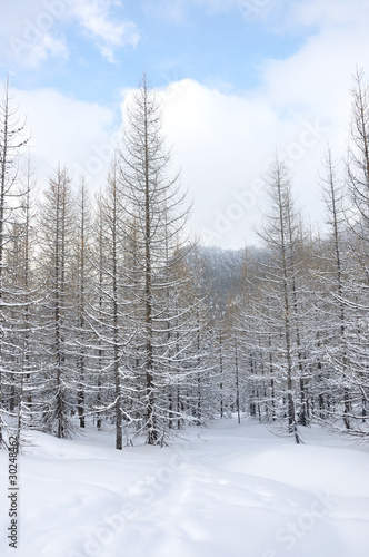 forêt sous la neige