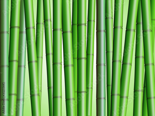 Fototapeta Naklejka Na Ścianę i Meble -  Bamboo Forest Background 2