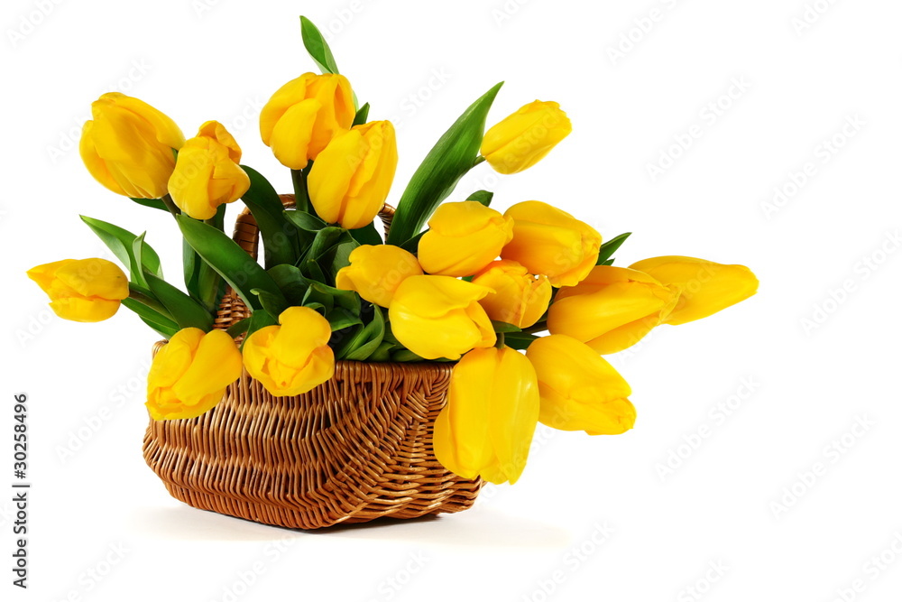 Yellow tulips in a basket on a white background.