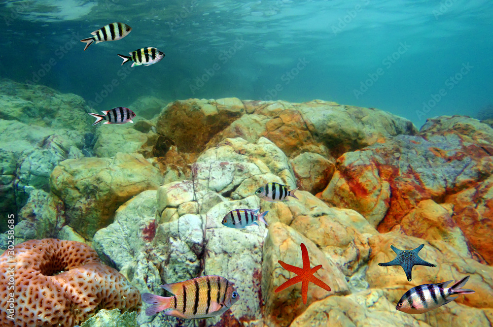 Fototapeta Shoal of Fish: Scissortail Sierżanci na rafie koralowej