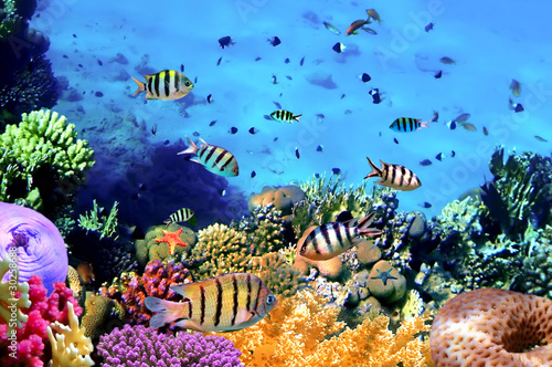 Fotografie, Tablou Beautiful Corals and Fish