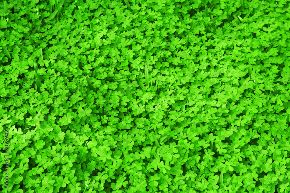 Green fresh clover field Green fresh clover field