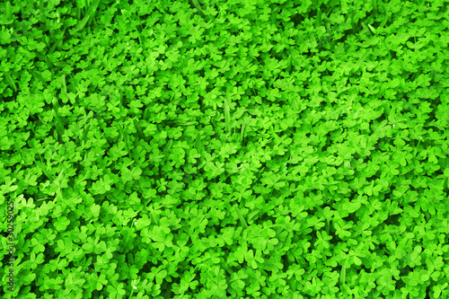 Green fresh clover field
