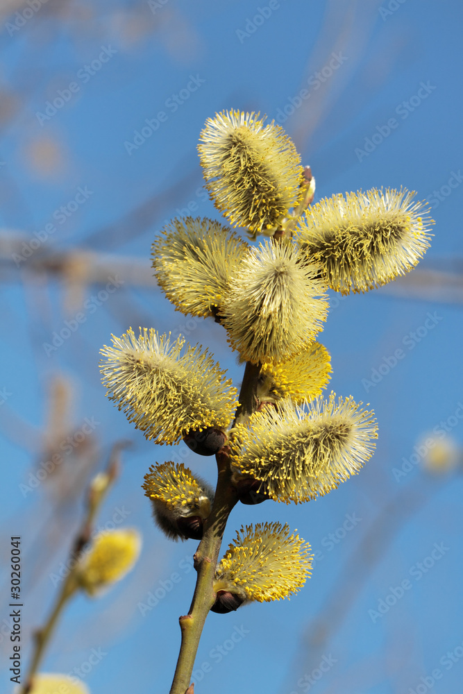 Fototapeta premium Branch of a willow against the blue sky