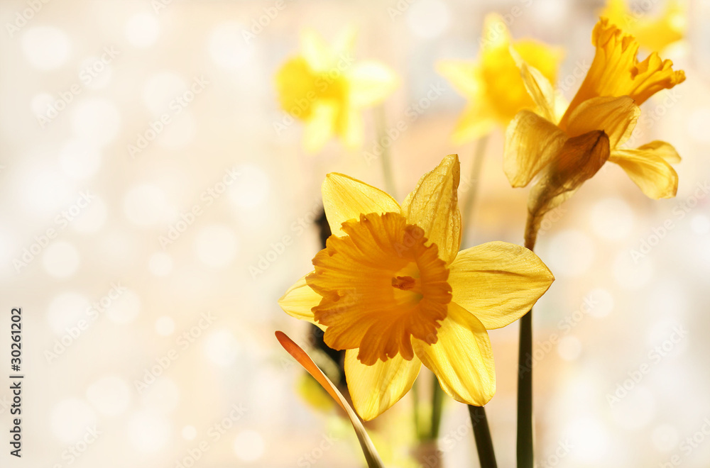 Yellow daffodils close up in romantic background Yellow daffodils close up in romantic background