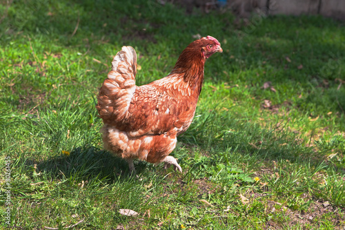 Brown hen