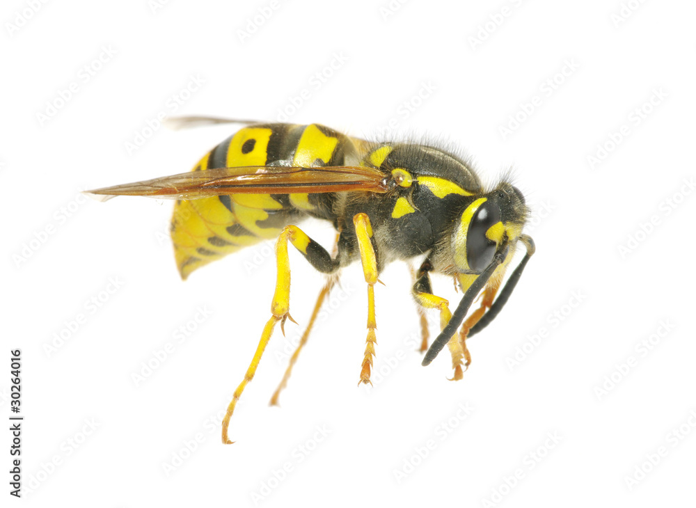 wasp wasp