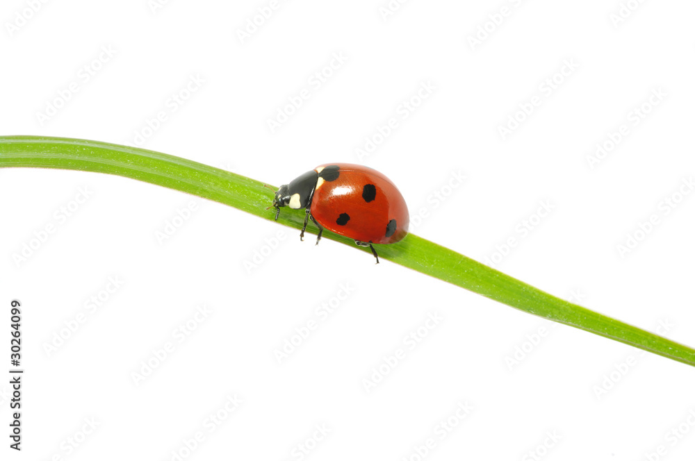 ladybug