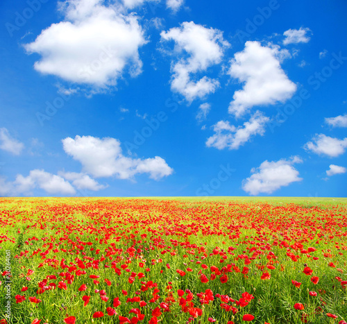 red poppies