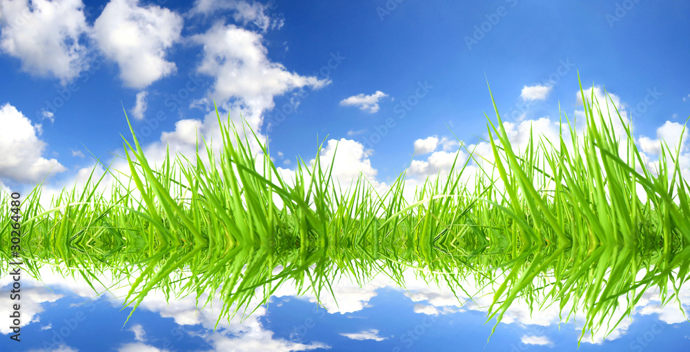Fototapeta premium Fresh grass with perfect sky background