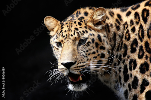 Leopar ready to hunt © Tomas Marek
