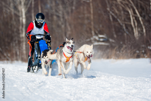 Sled Dog Race