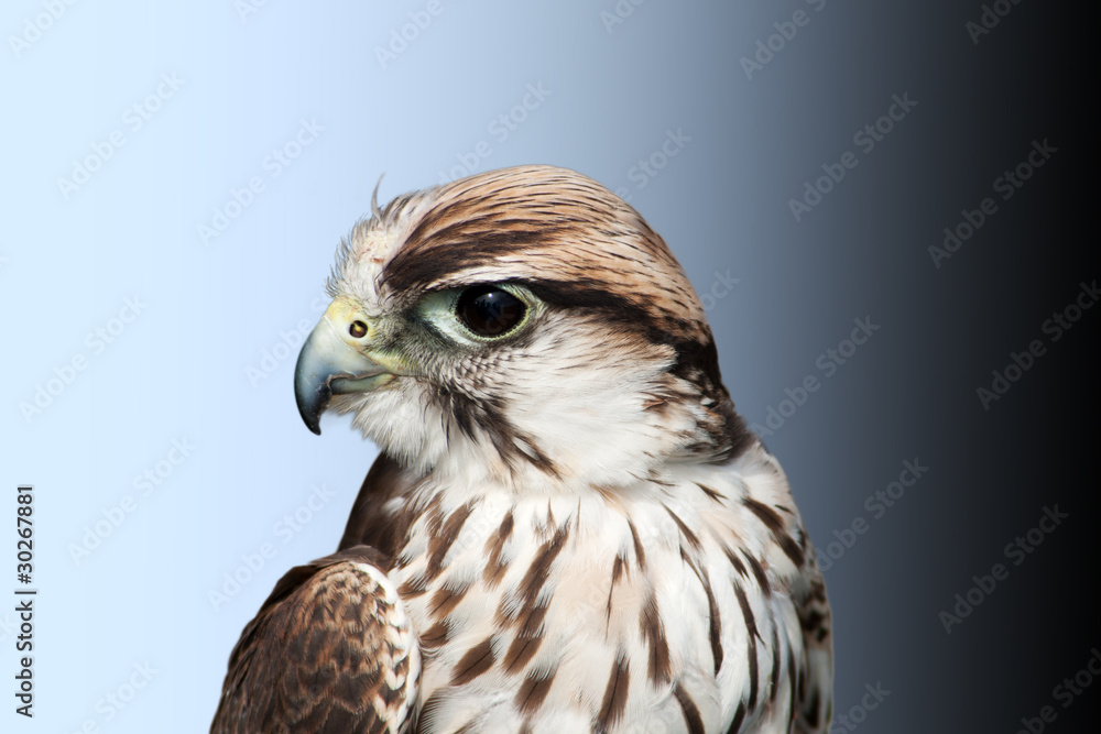 Obraz premium Saker Falcon