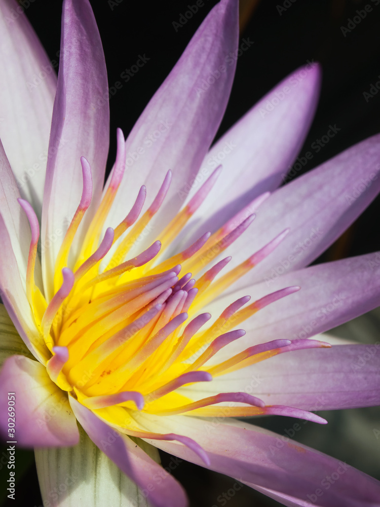 Pink lotus Pink lotus