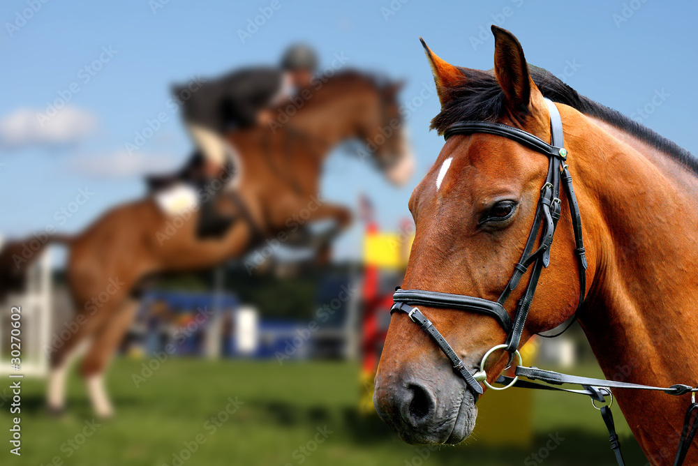 Portrait of brown horse during show jumping race Portrait of brown horse during show jumping race