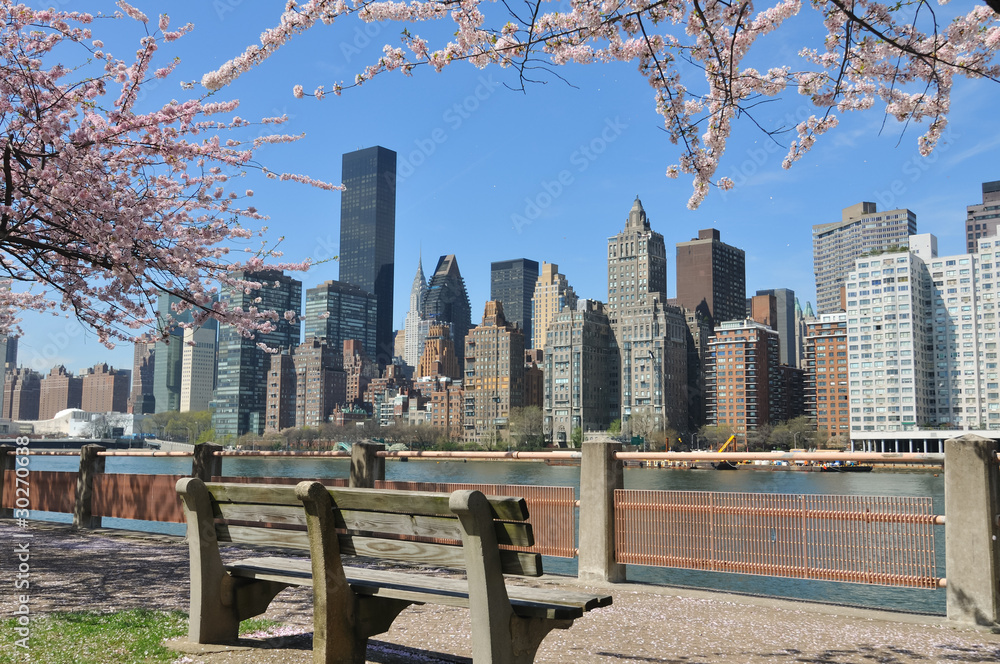 Fototapeta premium New York City Skyline & Cherry blossoms.
