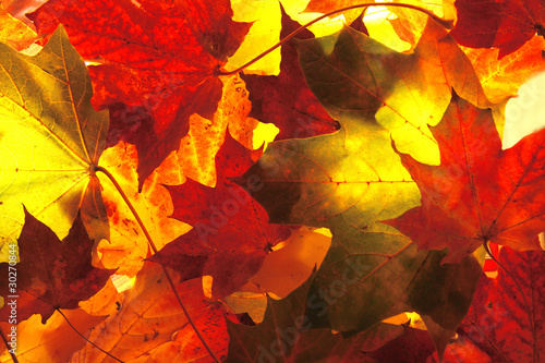 leave autumn  background