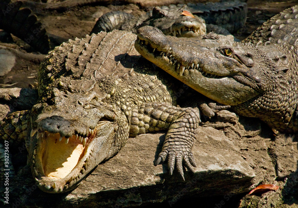 Obraz premium Krokodile