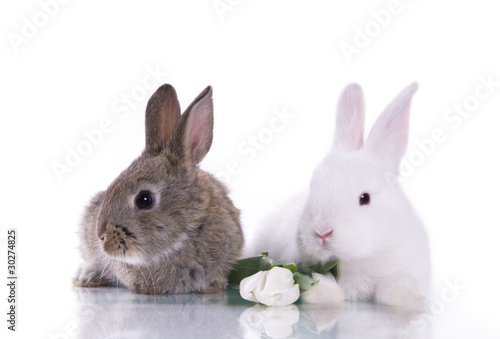 little rabbit and flowers © Светлана Валуйская