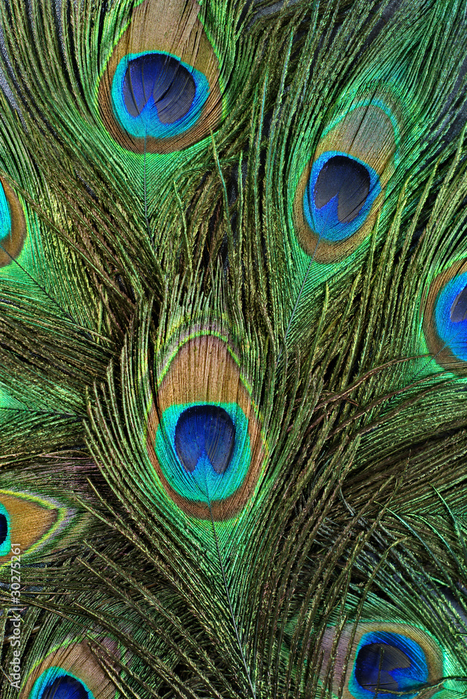 Fototapeta premium peacock scrape