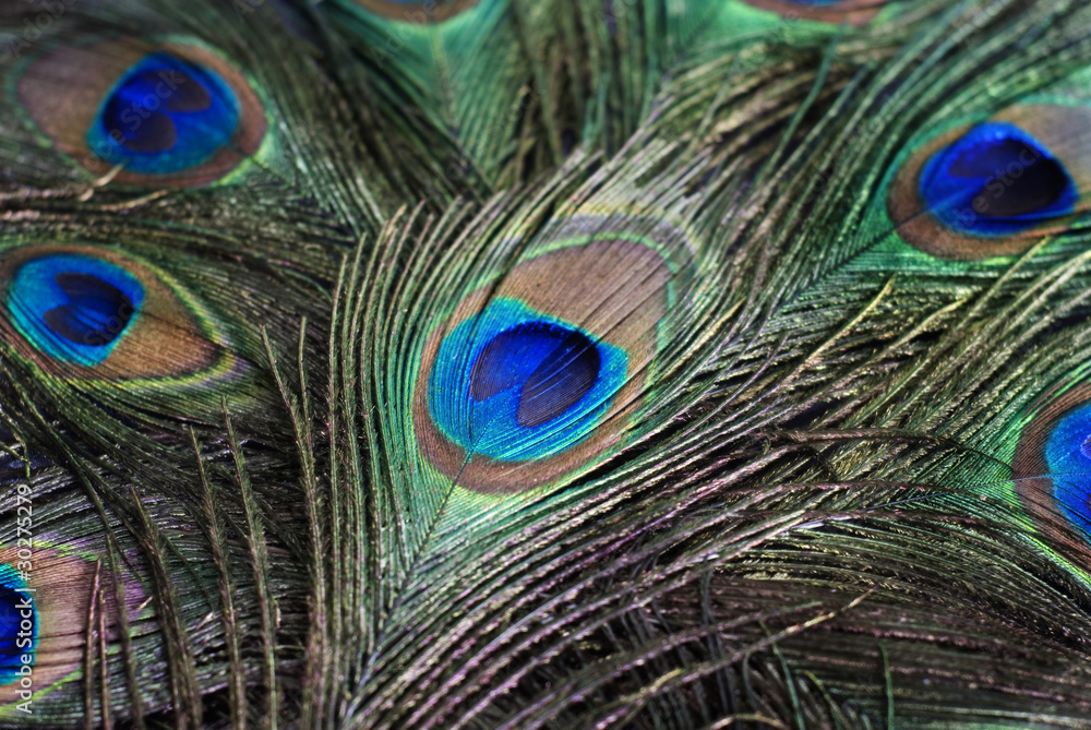 Fototapeta premium peacock
