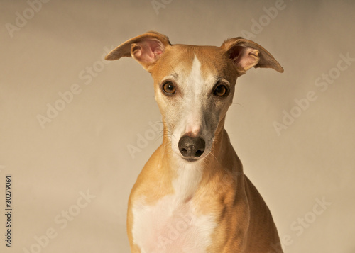 Hübsches Whippet Portrait