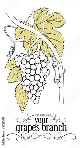 branch of grapes