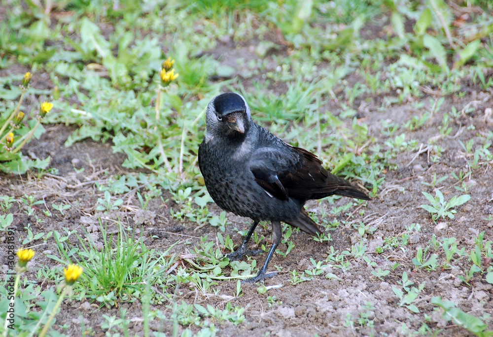 Obraz premium Jackdaw on green grass with grass background