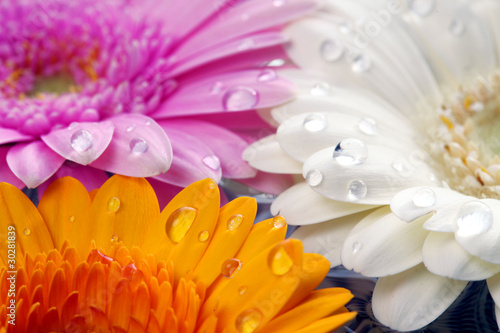 Fototapeta Naklejka Na Ścianę i Meble -  Regentropfen auf Blumen Blätter