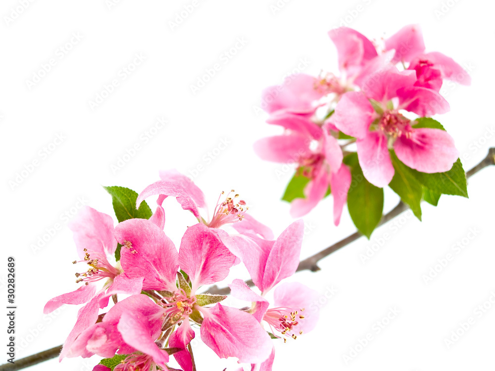 Bright Pink Clusters of Tree Blossoms Isolated on White Bright Pink Clusters of Tree Blossoms Isolated on White