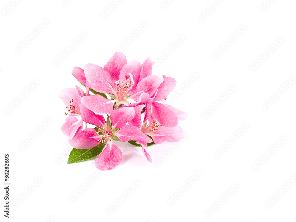 Bright Pink Clusters of Tree Blossoms Isolated on White