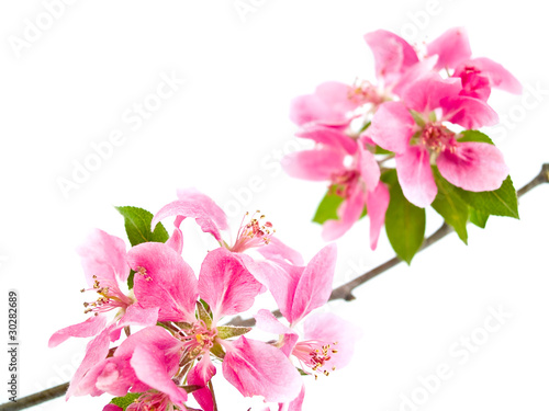 Bright Pink Clusters of Tree Blossoms Isolated on White