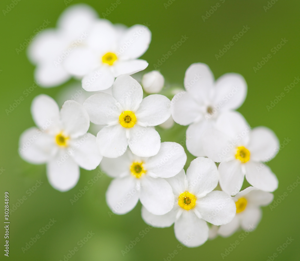 white flowers in the field white flowers in the field