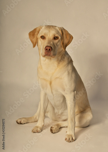 sitzende Labrador Hündin
