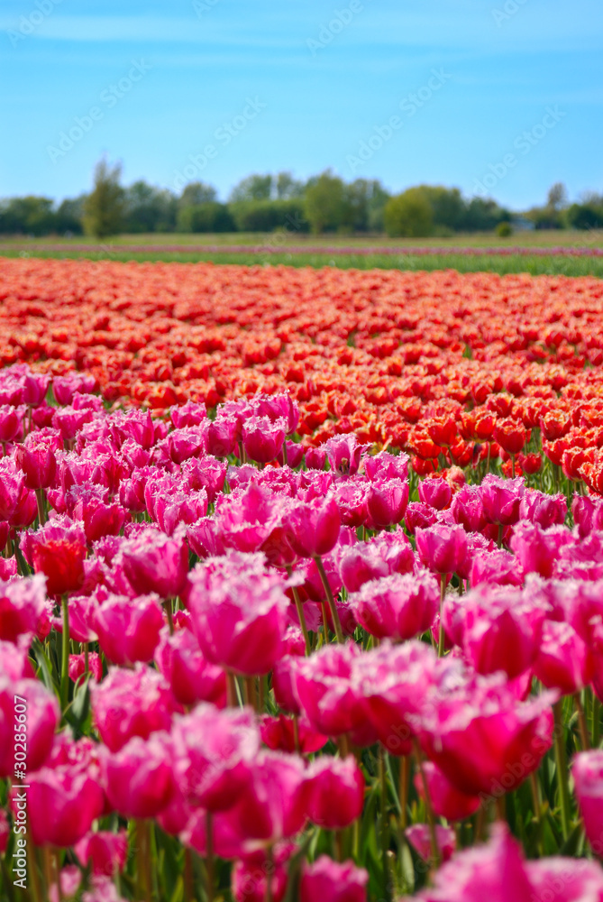 Tulip field