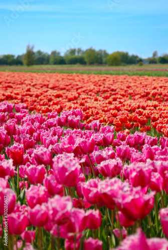 Tulip field