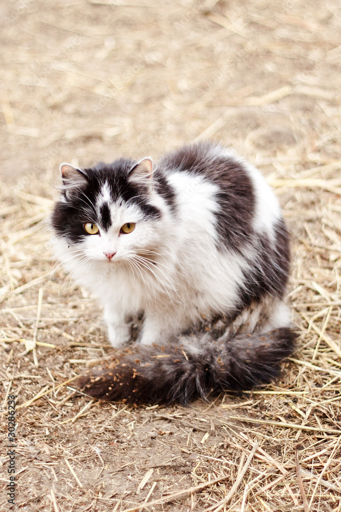 Fototapeta premium Kot