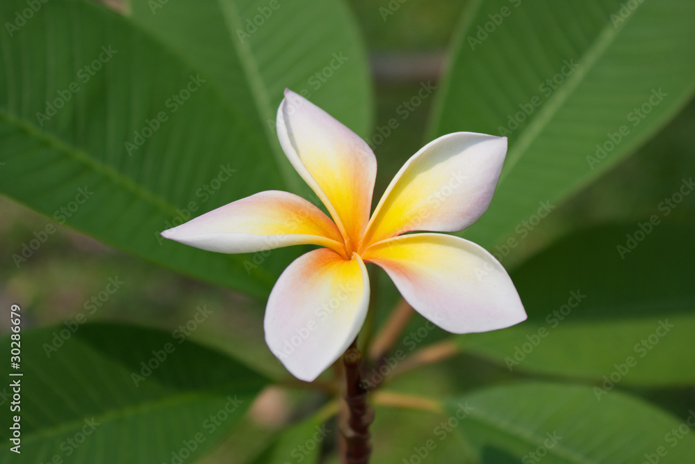 Fototapeta premium Plumeria flowers