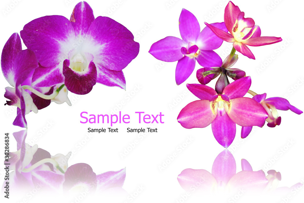 Purple orchid isolate on the white. in Thailand. Purple orchid isolate on the white. in Thailand.